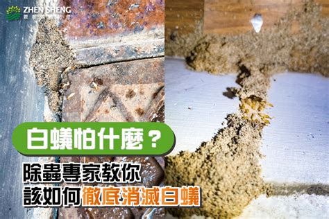 為什麼有白蟻|白蟻怕什麼？防治消滅方法整理包：防堵白蟻入侵5點。